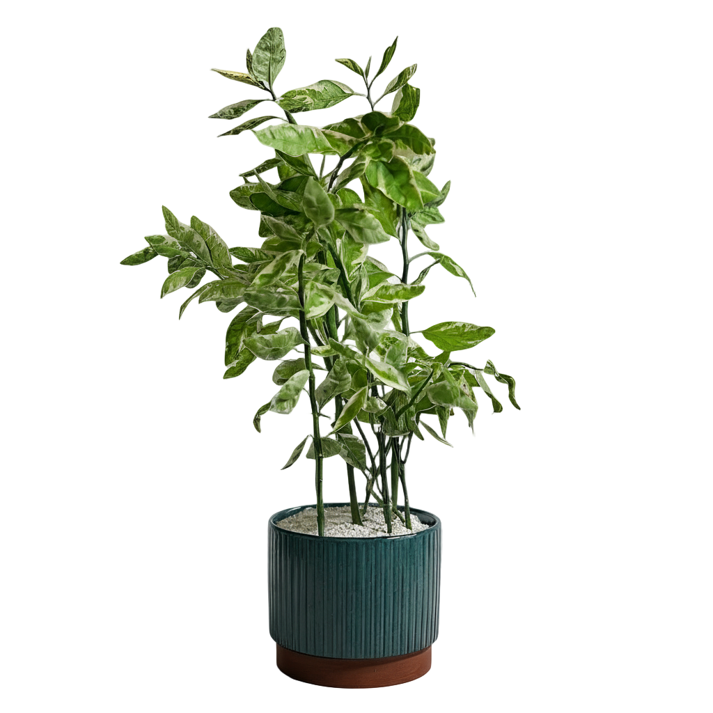 نبتة  فوبيا البديلانتس