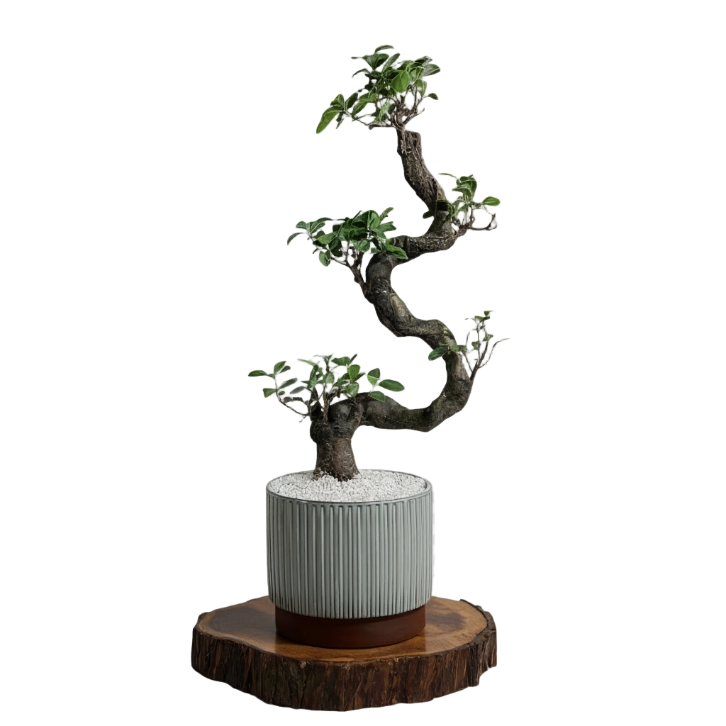 نبتة الفيكس بونساي