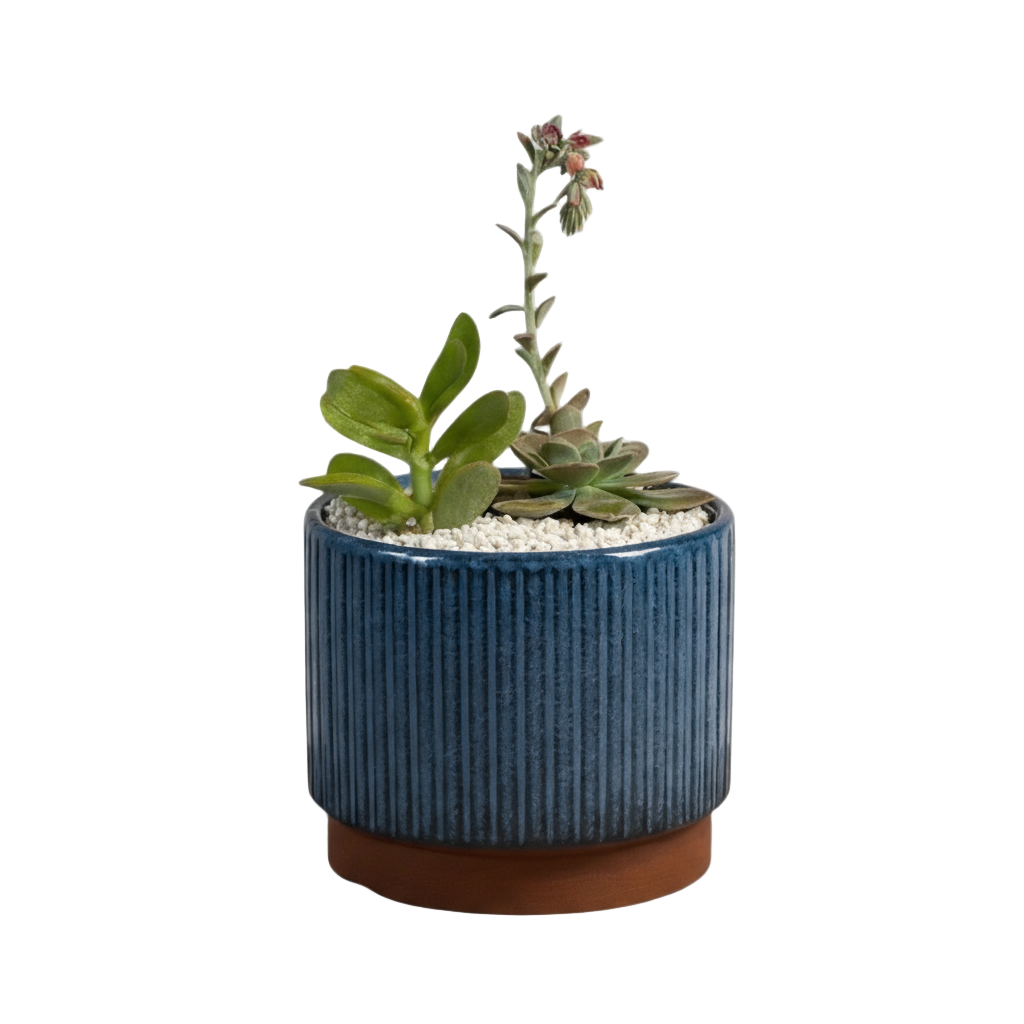 نبتة صبار سكيولايت